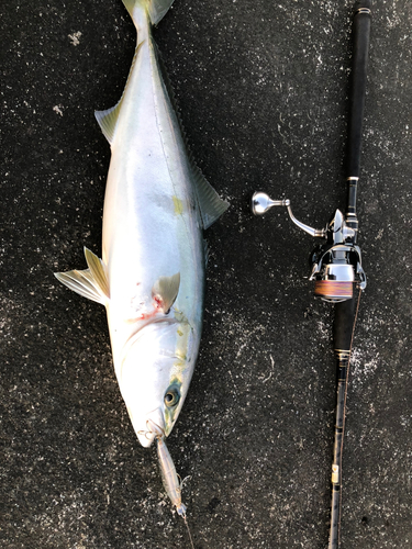 イナダの釣果