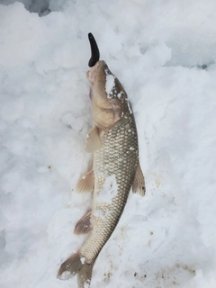 ニゴイの釣果