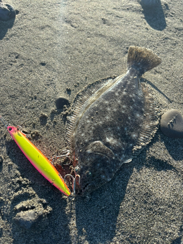 ソゲの釣果