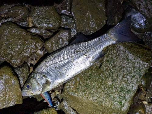 セイゴ（ヒラスズキ）の釣果