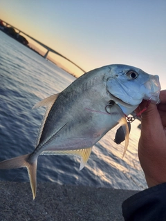 メッキの釣果