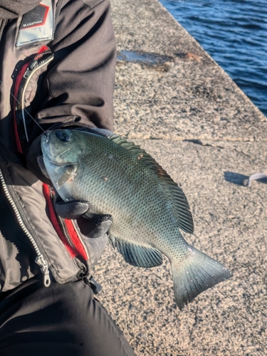 クチブトグレの釣果