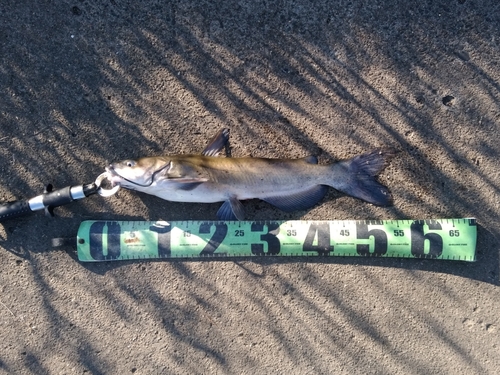 アメリカナマズの釣果