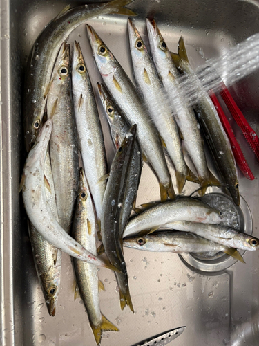 アカカマスの釣果