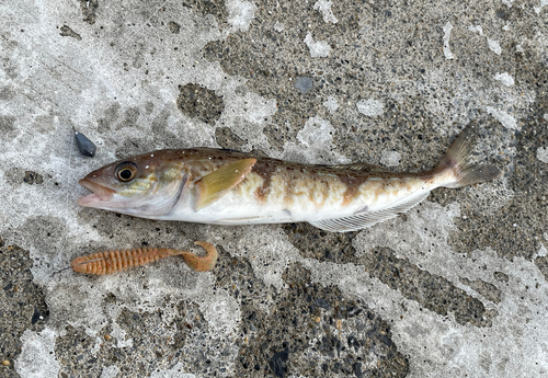 ホッケの釣果