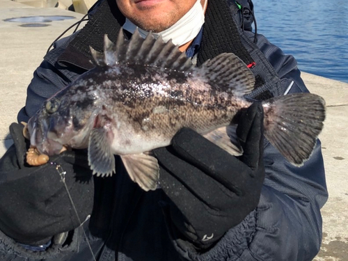 クロソイの釣果