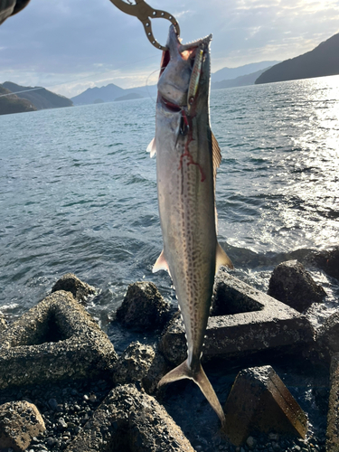 サワラの釣果