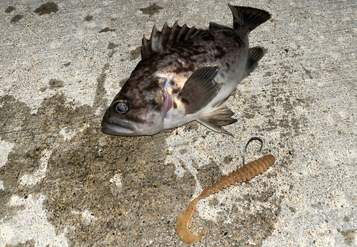 クロソイの釣果