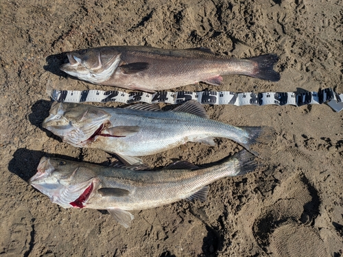 シーバスの釣果