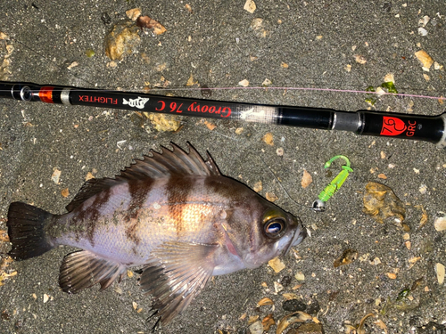 メバルの釣果