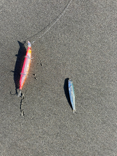 イワシの釣果