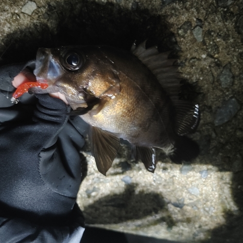 シロメバルの釣果