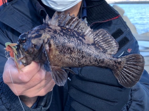 オウゴンムラソイの釣果