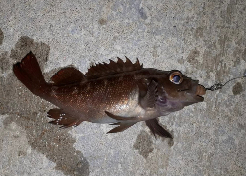 エゾメバルの釣果