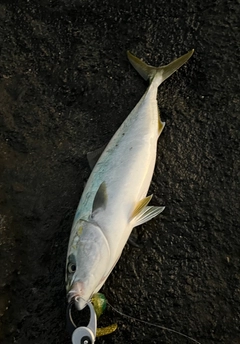 イナダの釣果