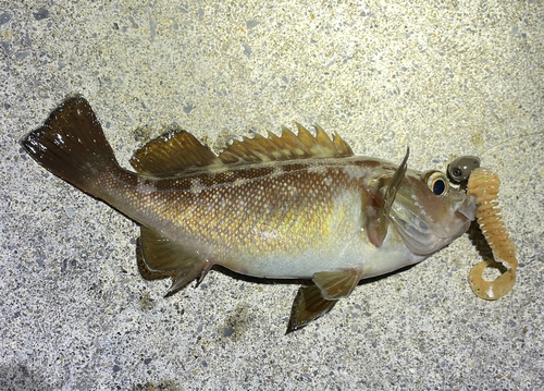 エゾメバルの釣果