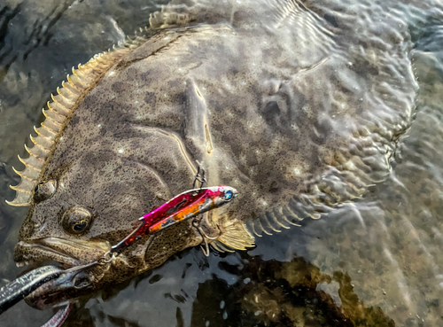 ヒラメの釣果