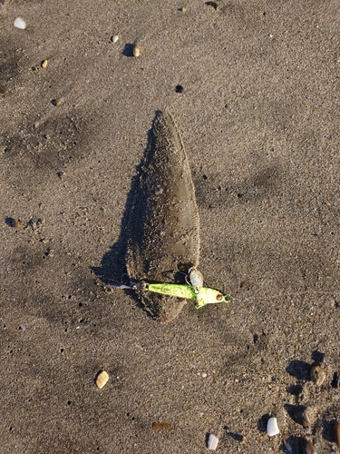 シタビラメの釣果