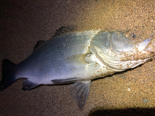 ヒラスズキの釣果