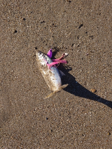 コノシロの釣果