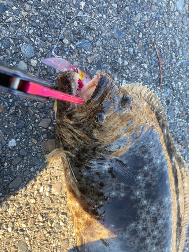 ヒラメの釣果