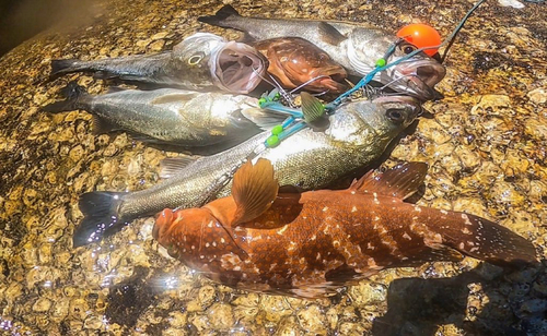 アコウの釣果