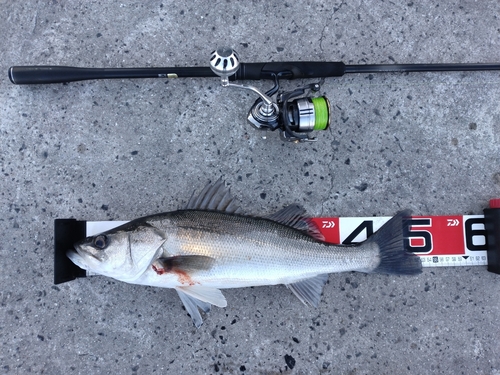 シーバスの釣果