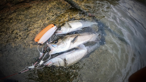 シーバスの釣果