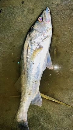 スズキの釣果