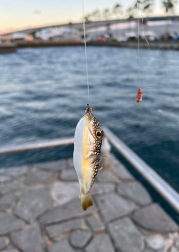 フグの釣果