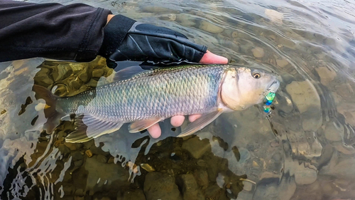 ケタバスの釣果