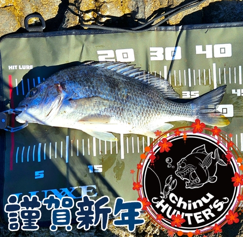 チヌの釣果