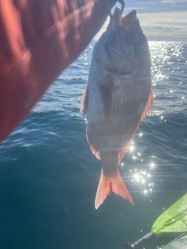 タイの釣果