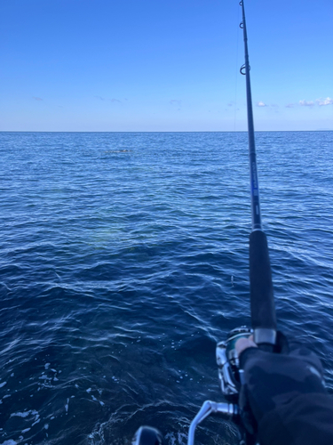 ヤズの釣果