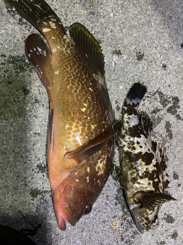 アコウの釣果