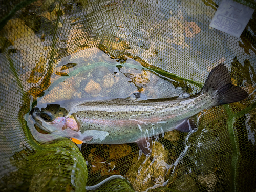 ニジマスの釣果