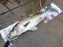 シーバスの釣果