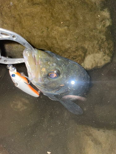 スズキの釣果