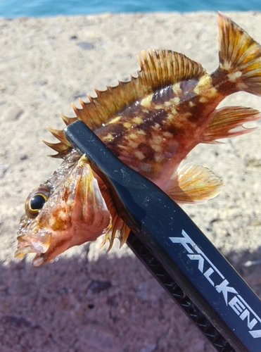 カサゴの釣果