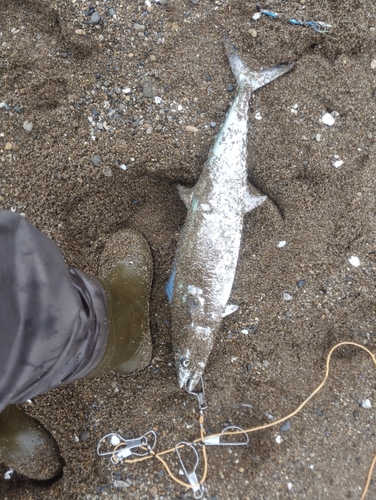 サゴシの釣果