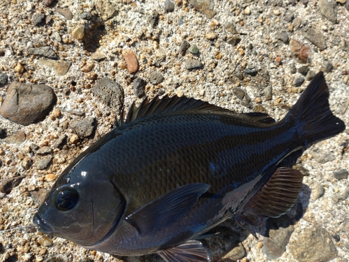 グレの釣果