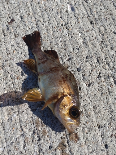 メバルの釣果