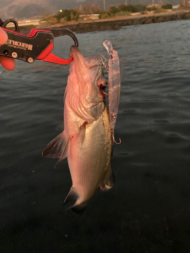 スズキの釣果