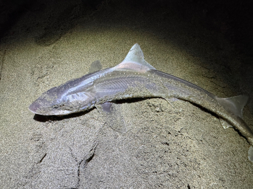 ホシザメの釣果