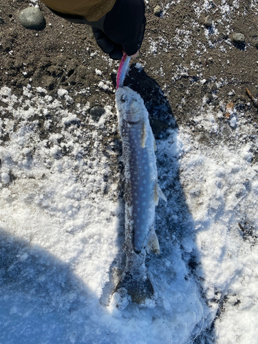 アメマスの釣果