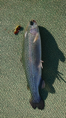 ニジマスの釣果