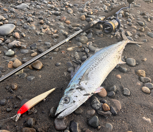 サゴシの釣果