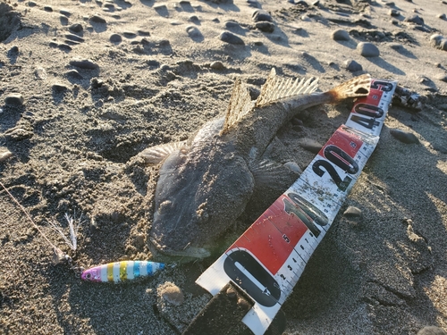 マゴチの釣果