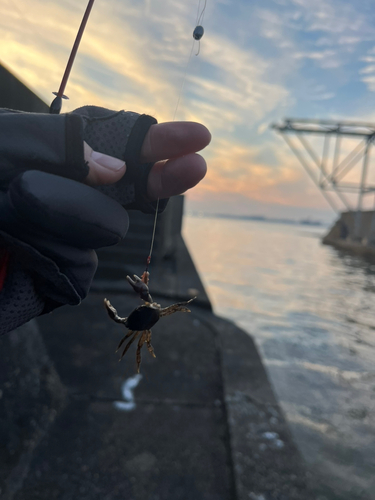 カニの釣果