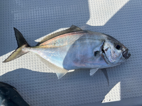 オキアジの釣果